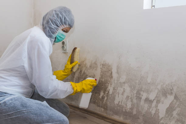 Mold Testing and Removal in Orting, WA