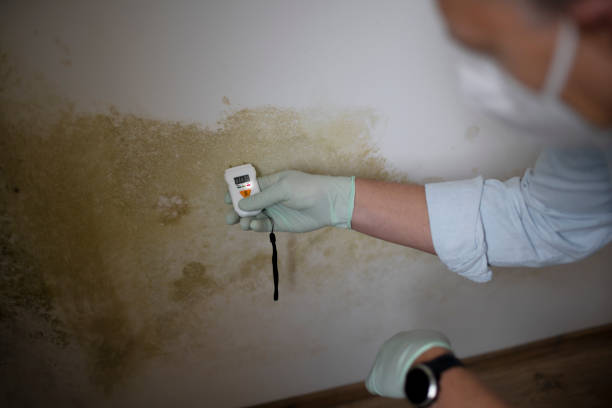 Best Crawl Space Mold Removal  in Orting, WA