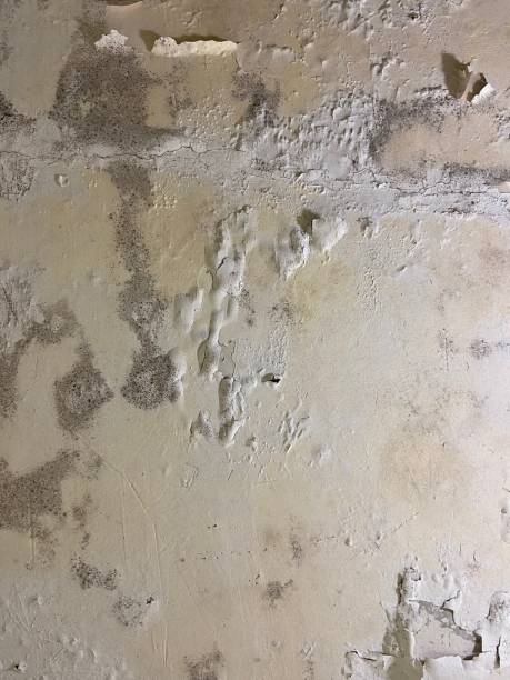 Professional Mold Removal in Orting, WA