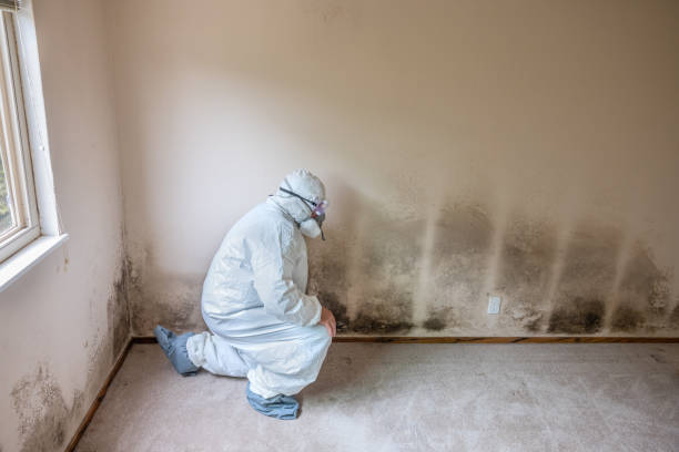 Best Mold Cleaning Services  in Orting, WA