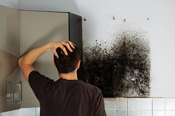 Best Affordable Mold Removal  in Orting, WA
